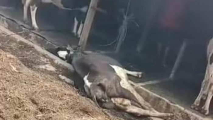 6 Sapi di Kabupaten Pasuruan Mati Diduga PMK