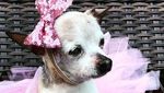 Potret Pebbles, Anjing Tertua di Dunia!