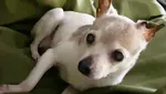 Potret Pebbles, Anjing Tertua di Dunia!