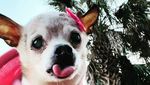 Potret Pebbles, Anjing Tertua di Dunia!