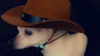 Menurut pemiliknya, Julie Gregory, rahasia panjang umur anjing adalah memperlakukannya seperti keluarga. Tak lupa juga memberi mereka lingkungan yang positif dan bahagia sebanyak mungkin. Selain itu memberi makanan bersih dan baik dan perawatan kesehatan yang layak. (Pebbles_since_2000/instagram)