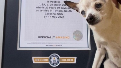 Potret Pebbles, Anjing Tertua di Dunia!