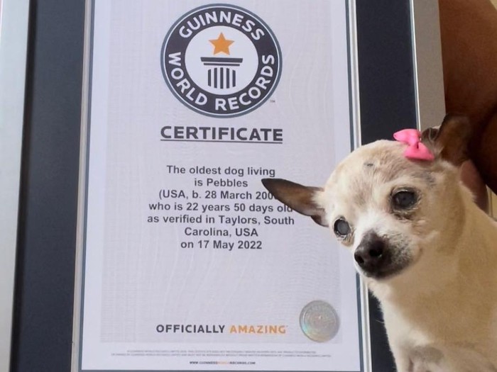 Anjing tertua di dunia Anjing tertua di dunia