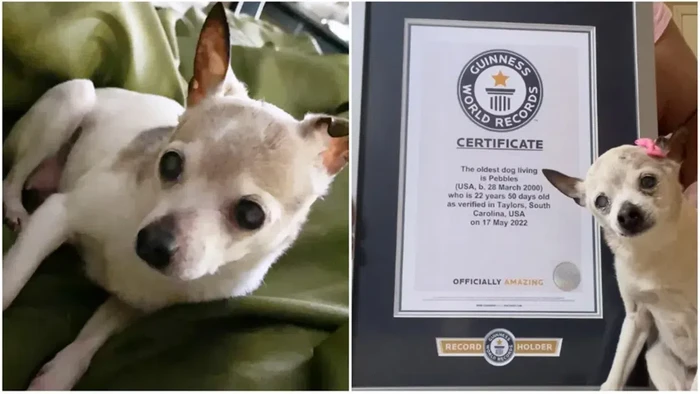 Anjing tertua di dunia