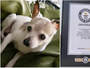 Pecahkan Rekor, Ini Anjing Tertua di Dunia