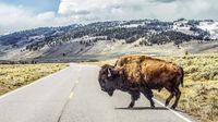 Turis Diseruduk Bison Di Yellowstone, Langsung Diangkut Ke RS