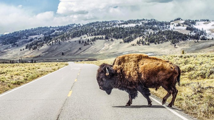 Bison di Taman Nasional Yellowstone