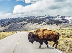 Nekat Terlalu Dekat, Perempuan Diseruduk Bison Sampai Mental 10 M