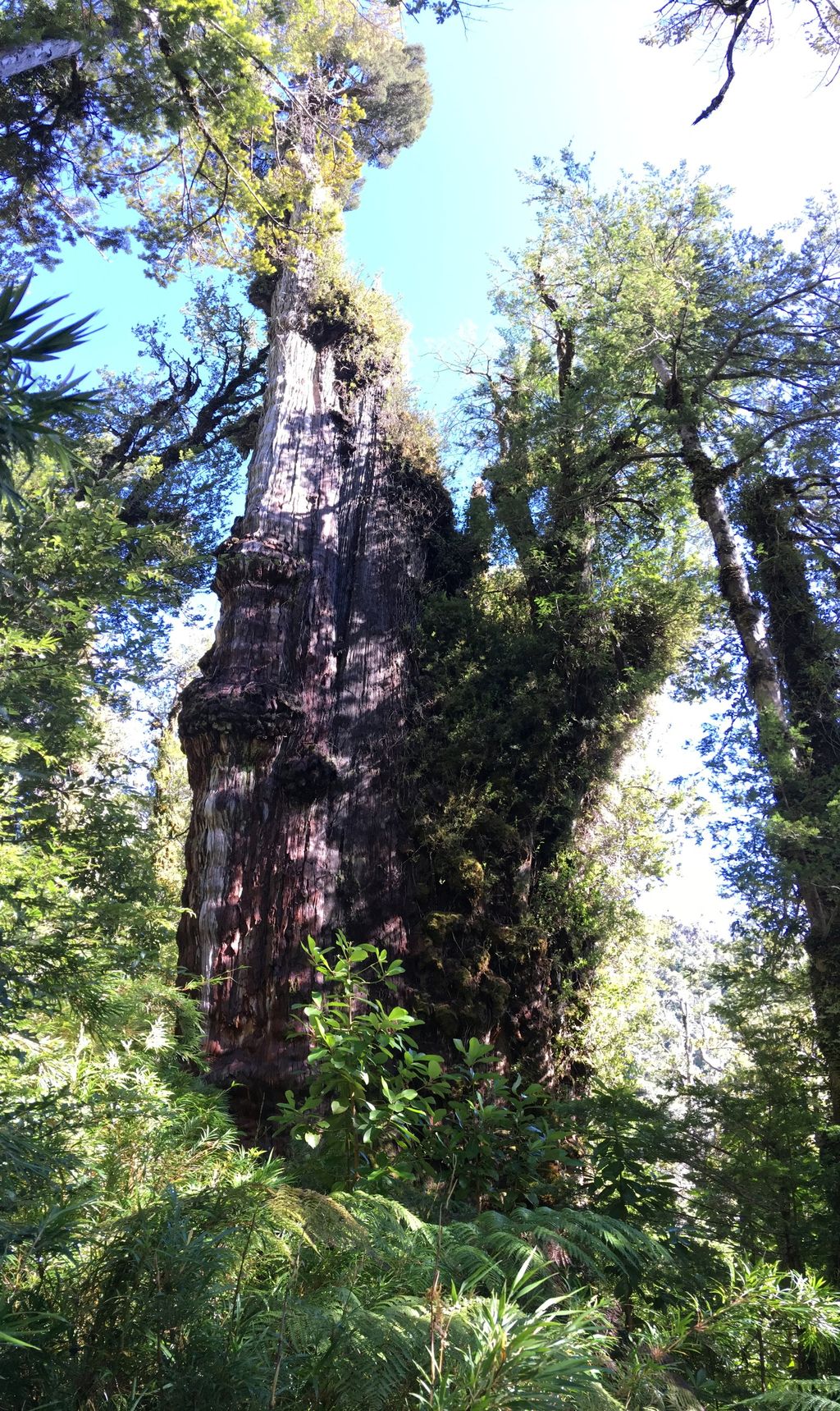 An Alerce (Fitzroya cupressoides) is pictured in a forest at the Alerce Costero National Park in Los Rios, Chile, April 29, 2018. Picture taken April 29, 2018. Jonathan Barichivich/Handout via REUTERS THIS IMAGE HAS BEEN SUPPLIED BY A THIRD PARTY.