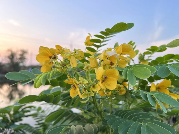 close up Cassia surattensis flower in nature garden