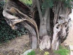 Netizen Bagikan Foto Uniknya Ciptaan Tuhan Bikin Mata Terperangah