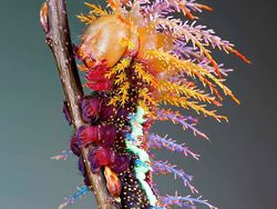 Netizen Bagikan Foto Uniknya Ciptaan Tuhan Bikin Mata Terperangah