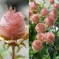 Foto keunikan ciptaan tuhan