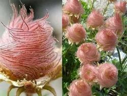 Netizen Bagikan Foto Uniknya Ciptaan Tuhan Bikin Mata Terperangah