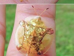 Netizen Bagikan Foto Uniknya Ciptaan Tuhan Bikin Mata Terperangah