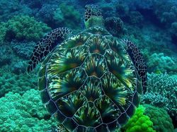 Netizen Bagikan Foto Uniknya Ciptaan Tuhan Bikin Mata Terperangah