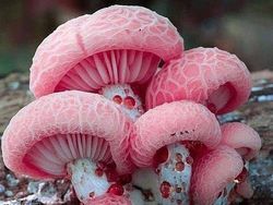 Netizen Bagikan Foto Uniknya Ciptaan Tuhan Bikin Mata Terperangah