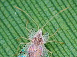 Netizen Bagikan Foto Uniknya Ciptaan Tuhan Bikin Mata Terperangah