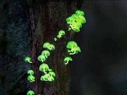 Netizen Bagikan Foto Uniknya Ciptaan Tuhan Bikin Mata Terperangah