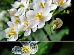 Netizen Bagikan Foto Uniknya Ciptaan Tuhan Bikin Mata Terperangah