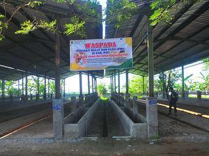 Pasar Hewan di Pati Jadi Lengang Gegara Wabah PMK, Begini Situasinya