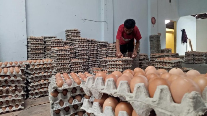 Harga Telur di Blitar Bisa Tutup Kerugian Peternak Blitar 15 Persen