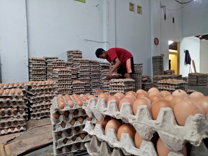 Harga Telur di Blitar Bisa Tutup Kerugian Peternak Blitar 15 Persen