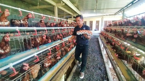 Hasib Sucipto, peternak ayam petelur asal Desa Kaliakah, Kecamatan Negara, Kabupaten Jembrana, Bali.