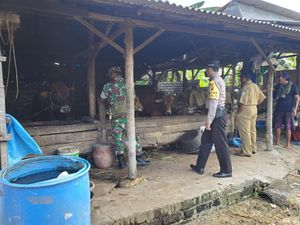 Wabah PMK di Lamongan Tersebar di 20 Kecamatan