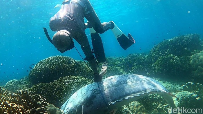 Ikan kerapu raksasa ditangkap nelayan Buton.