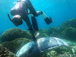 Ikan Kerapu Raksasa di Buton Diduga Migrasi dari Kawasan Laut Adat Ombo