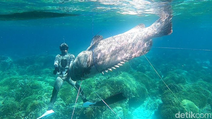 Ikan kerapu raksasa ditangkap nelayan Buton.
