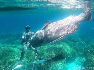 Tradisi Ombo, Upaya Masyarakat Adat Buton Jaga Perairan dan Biota Laut