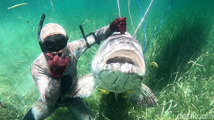 Ikan kerapu raksasa ditangkap nelayan Buton. Ikan kerapu raksasa ditangkap nelayan Buton.