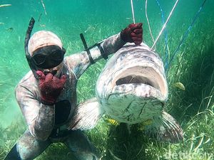 6 Fakta Ikan Kerapu Raksasa dari Laut Adat Ombo di Buton