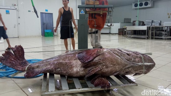Ikan kerapu raksasa ditangkap nelayan Buton.