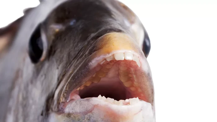 Ikan Sheepshead yang giginya mirip seperti manusia.