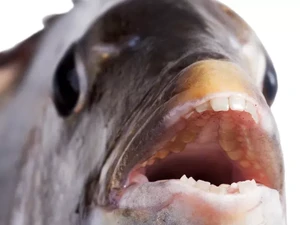 Mengenal Ikan Sheepshead, Ikan dengan Gigi yang Mirip Manusia