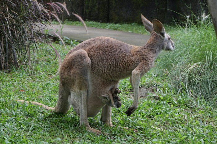Kanguru Merah Taman Safari Prigen