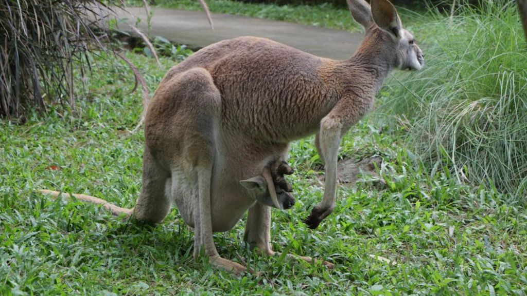 Marsupial, Mamalia Berkantung yang Melahirkan Prematur