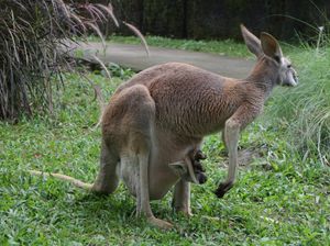 Marsupial, Mamalia Berkantung yang Melahirkan Prematur