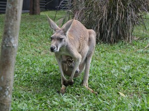 Kenalan dengan Chelsei-Hallery, Kanguru Merah Satwa Baru Taman Safari Prigen