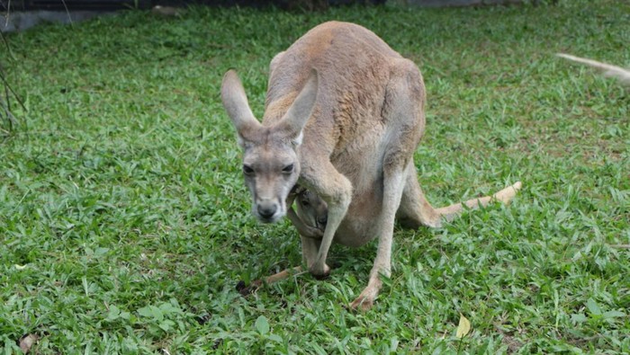 Kanguru Merah Taman Safari Prigen