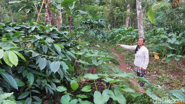 Lokasi bekas Dusun Kalikuning yang terkubur tanah longsor 40-an tahun silam, Selasa (31/5/2022).