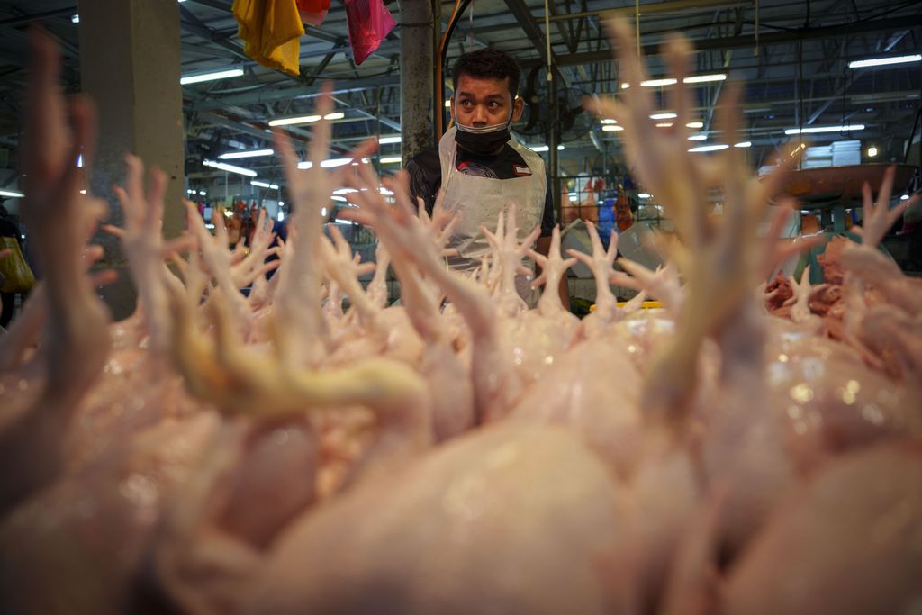 A seller prepares freshly butchered chickens at the Kampung Baru wet market in Kuala Lumpur, Malaysia, Tuesday, May 31, 2022. Malaysia will stop exporting chicken from Wednesday, June 1, in a protectionist move to bolster domestic food supply, sparking distress in neighboring Singapore where chicken rice is a national dish. (AP Photo/Vincent Thian)