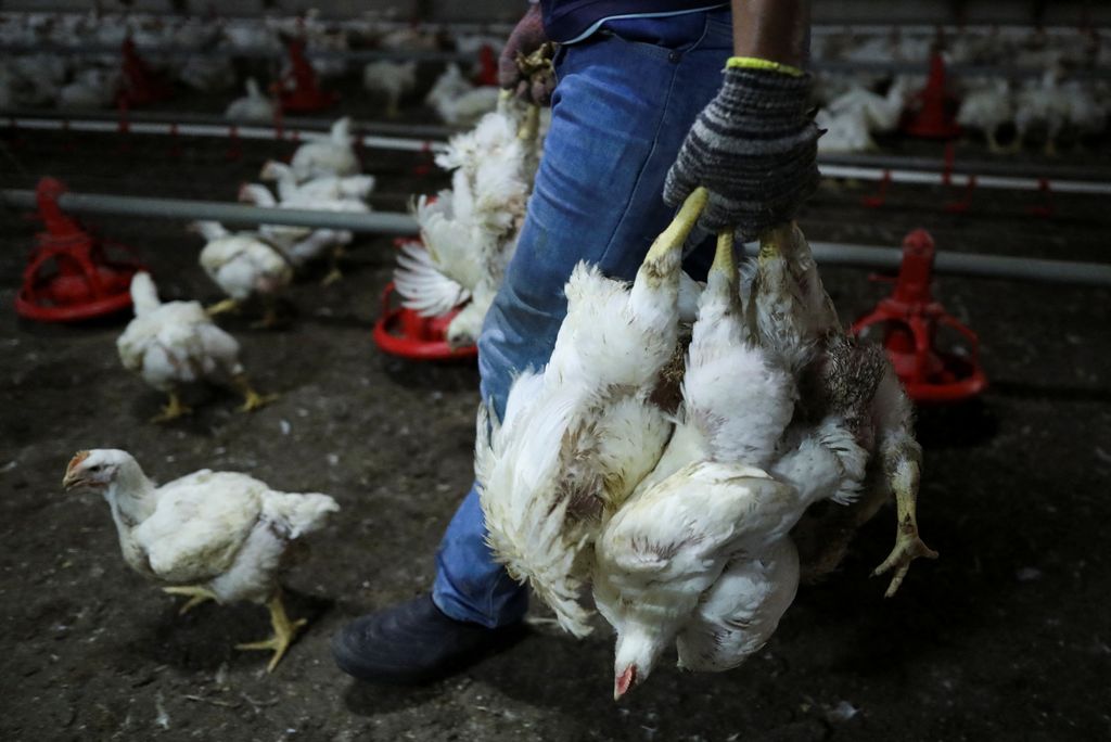 A worker carries chickens at a poultry farm in Sepang, Selangor, May 27, 2022.  Picture taken May 27, 2022. REUTERS/Hasnoor Hussain