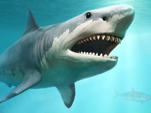 Hiu Megalodon Sudah Jadi Predator Sejak dalam Rahim