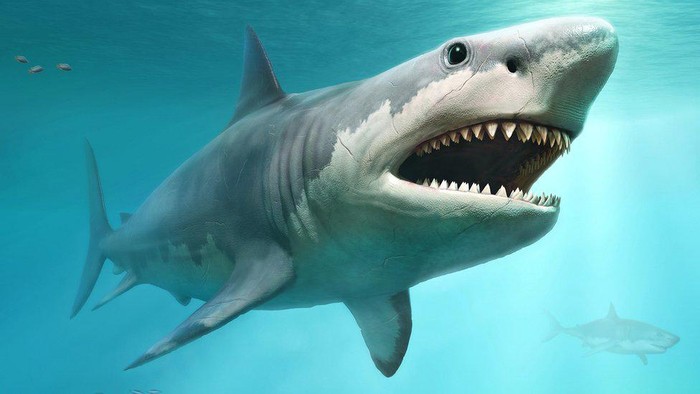 Misteri kepunahan hiu purba megalodon tiga juta tahun lalu terungkap