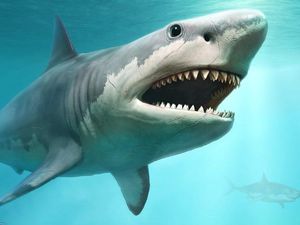 Teori Baru Penyebab Punahnya Megalodon Sang Penguasa Lautan