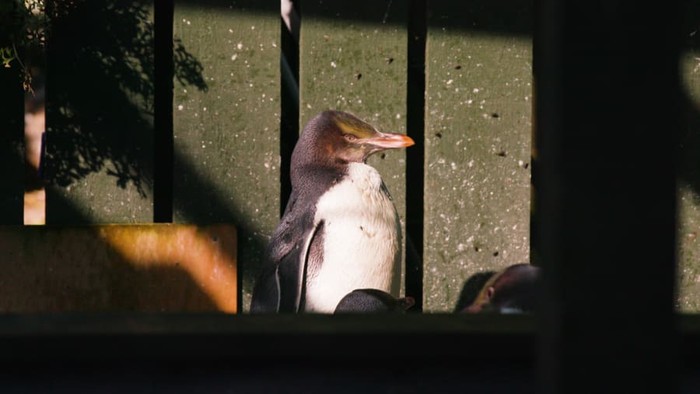 Penguin bermata kuning Selandia Baru